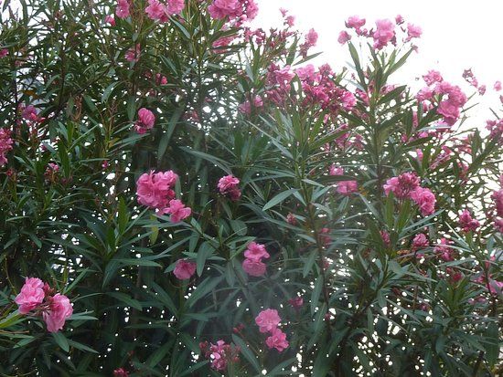 船橋市民文化ホール